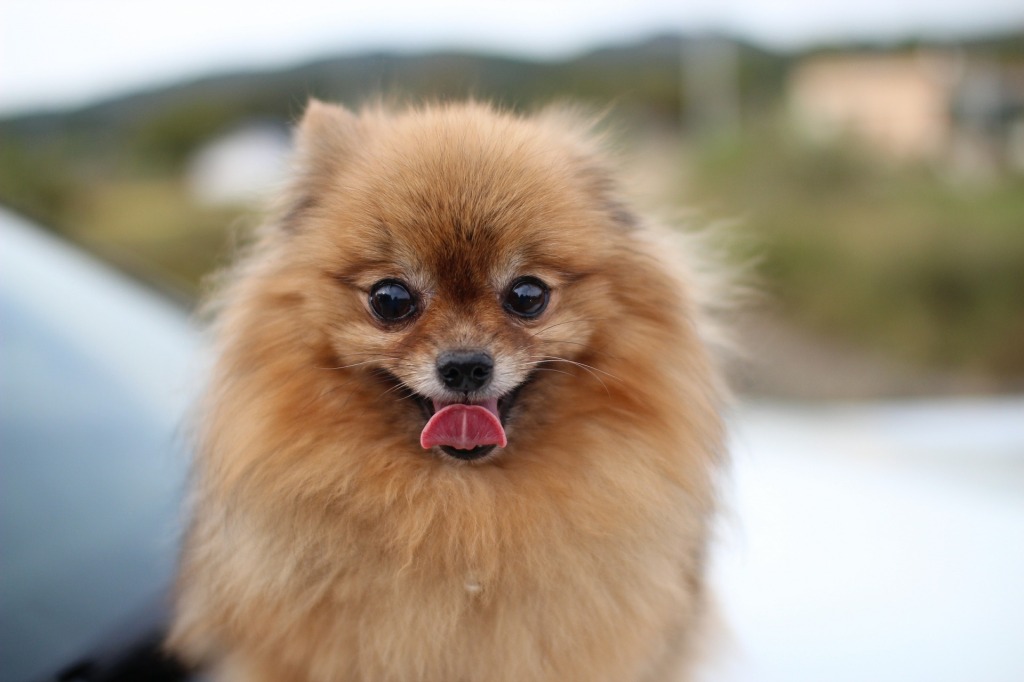 Top 10 Double Coated Dog Breeds to Cope With Difficult Weather
