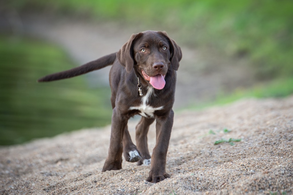 Top 10 Working Dog Breeds to Help With Those Tasks