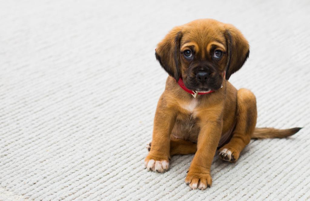 Dog Body Language Guide: How to Read Your Dog Like a Pro